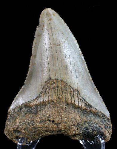 Bargain, Megalodon Tooth - North Carolina #68045